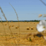 – Sols, biodiversité, régénération : ce que propose la nouvelle version SBTN