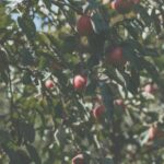 Pourquoi et comment s’engager dans la transition écologique et sociale en tant qu’acteur de l’agroalimentaire ?