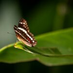 Biodiversité & nature : comment les acteurs financiers peuvent s’aligner sur les objectifs internationaux ?