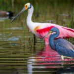 ISO 17298 – Une norme ISO sur la prise en compte de la biodiversité par les organisations, quels enjeux et intérêts pour les entreprises françaises ?
