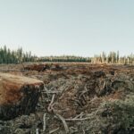 Règlement européen sur la déforestation importée : une pause qui ne doit pas ralentir l’action des entreprises